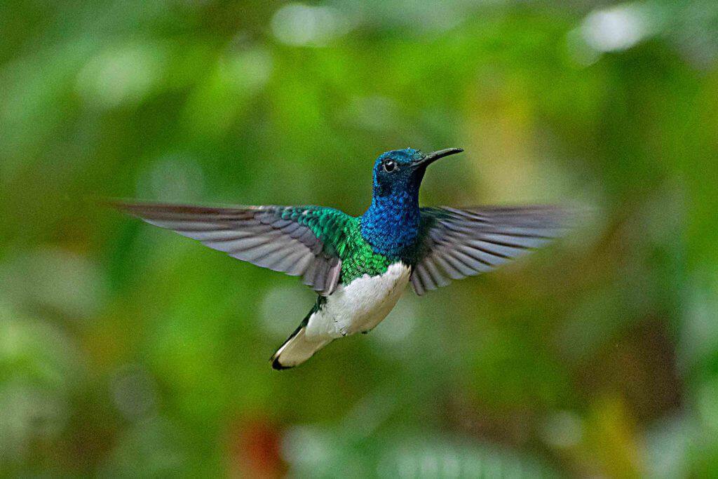 bird watching in amazon rainforest